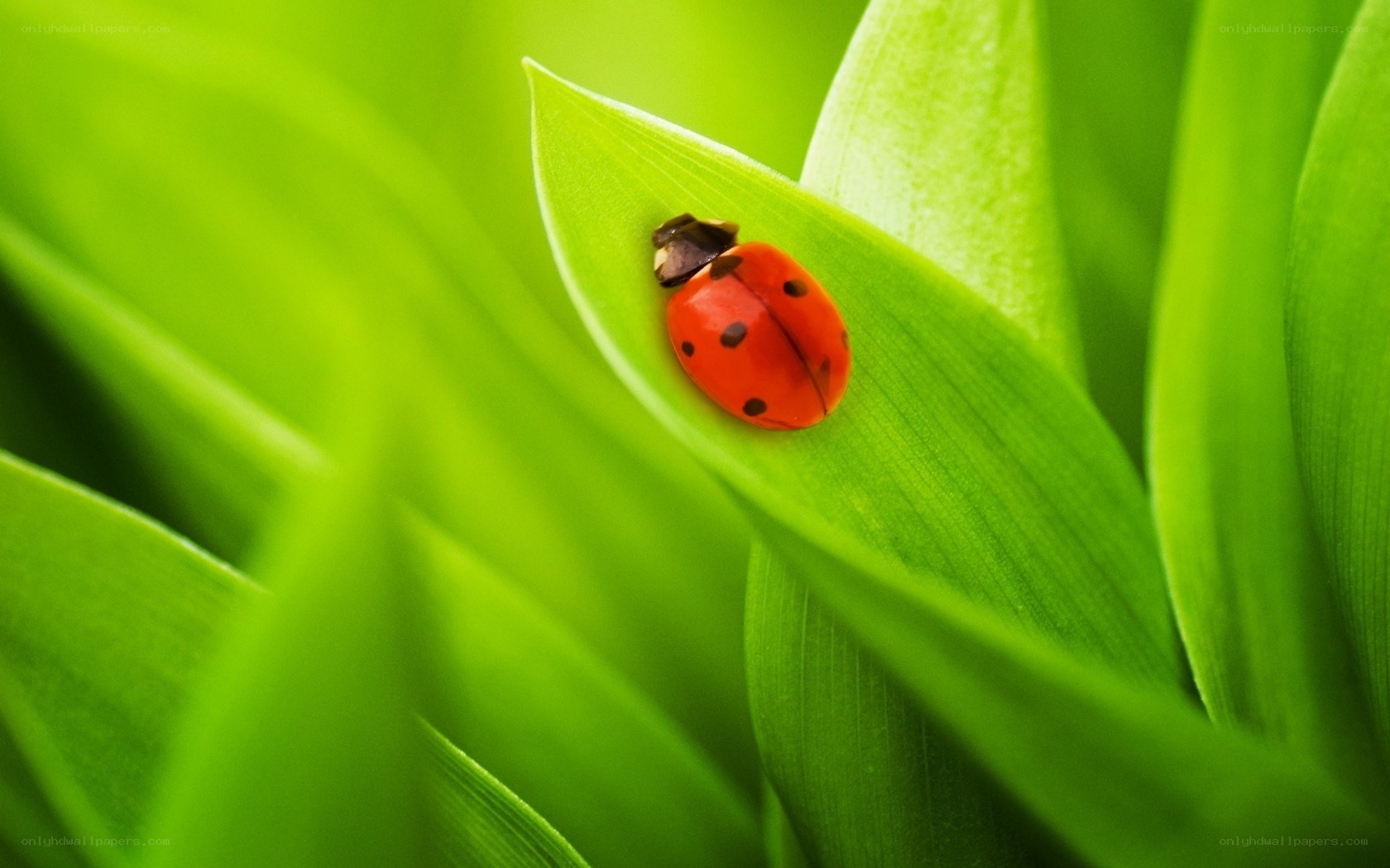 ladybug on green leaf
