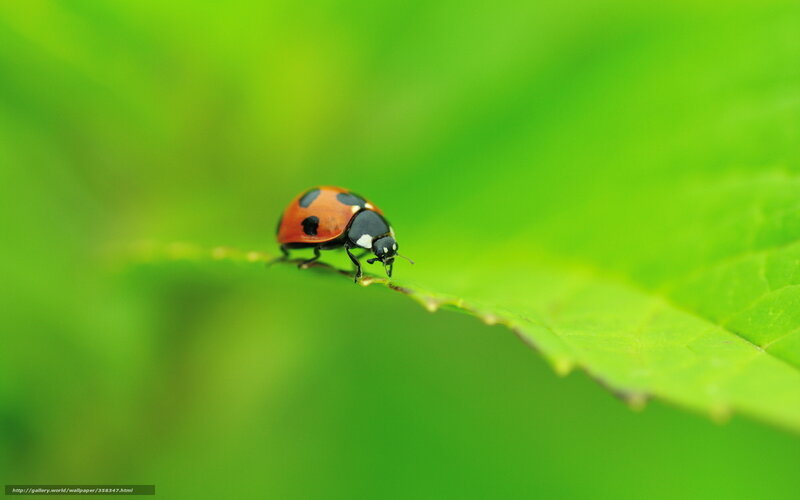 ladybug on green leaf