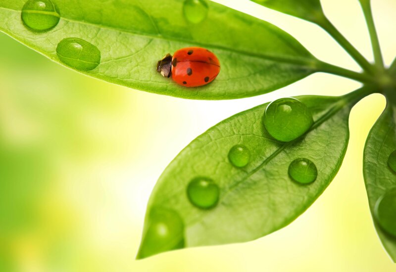 ladybug on green leaf