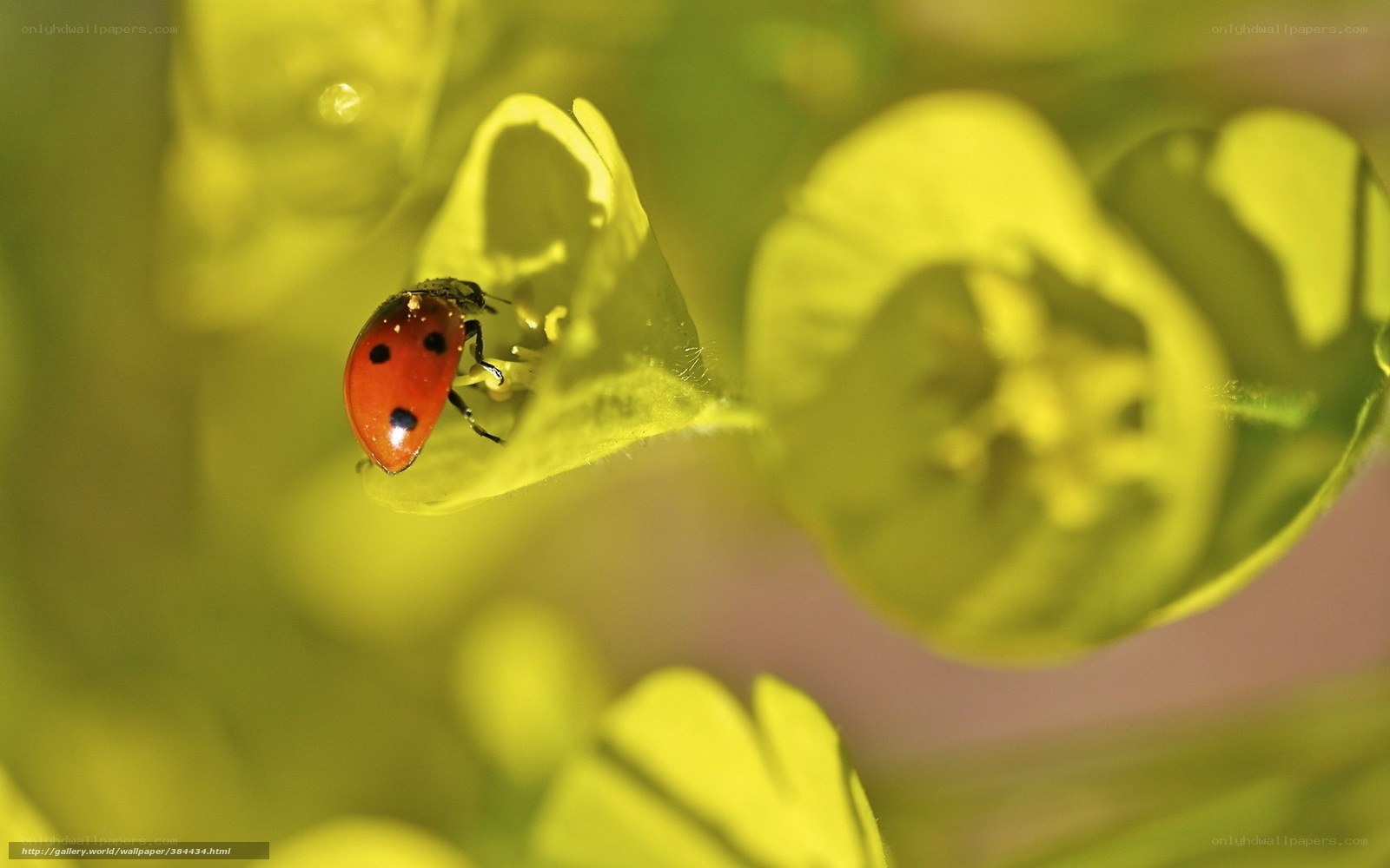 ladybug on green leaf