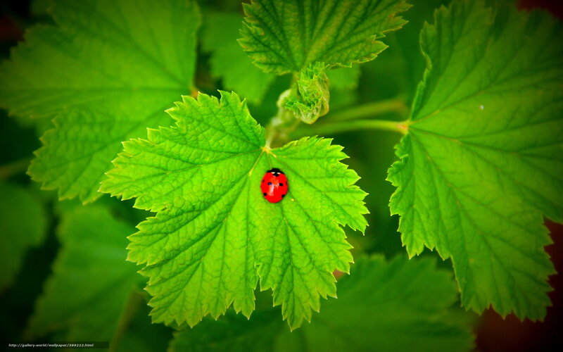 ladybug on green leaf
