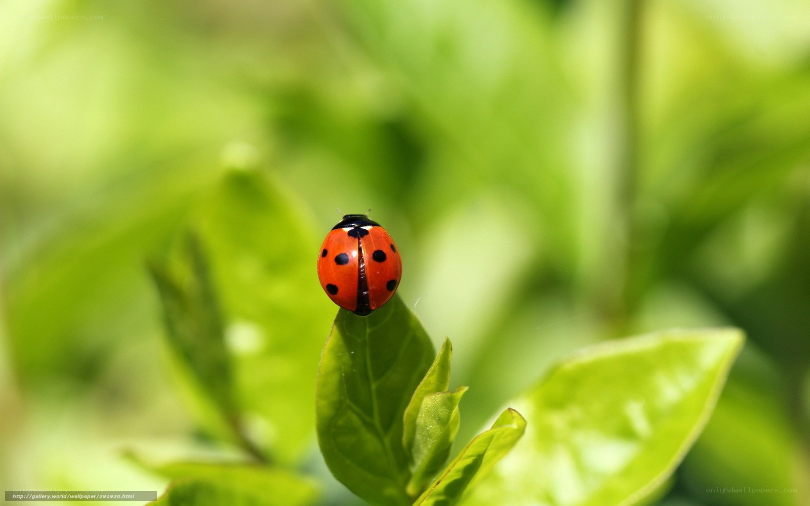 ladybug on green leaf
