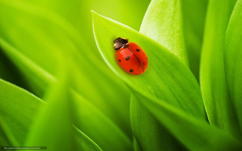 ladybug on green leaf