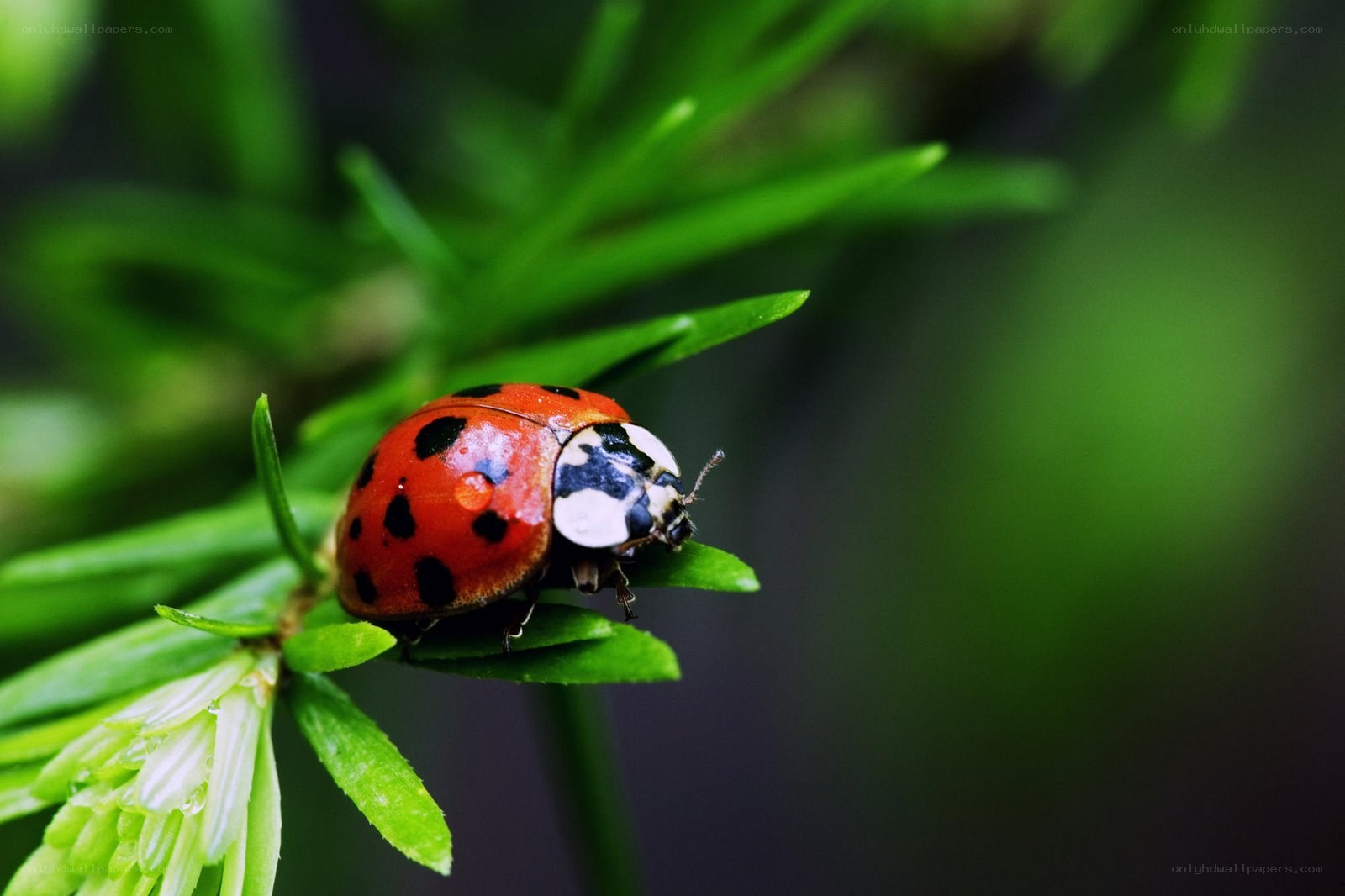 ladybug on green leaf