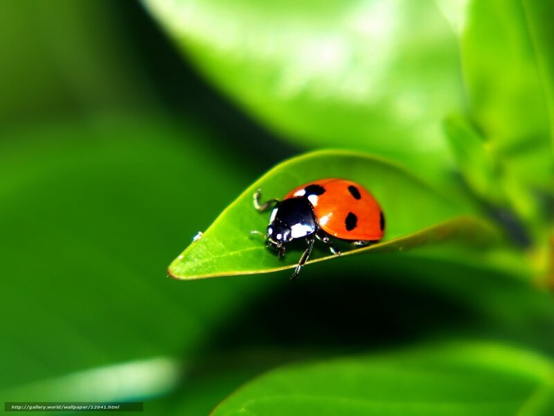 ladybug on green leaf