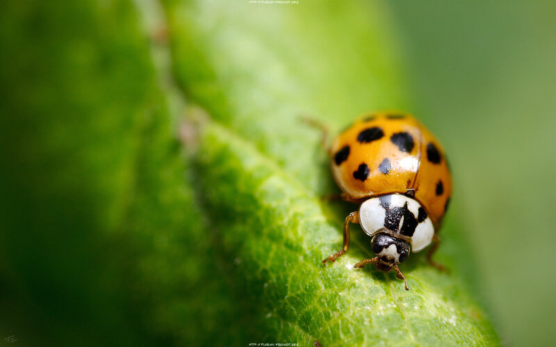 ladybug on green leaf