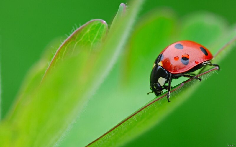 ladybug on green leaf
