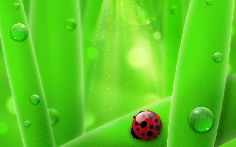 ladybug on green leaf