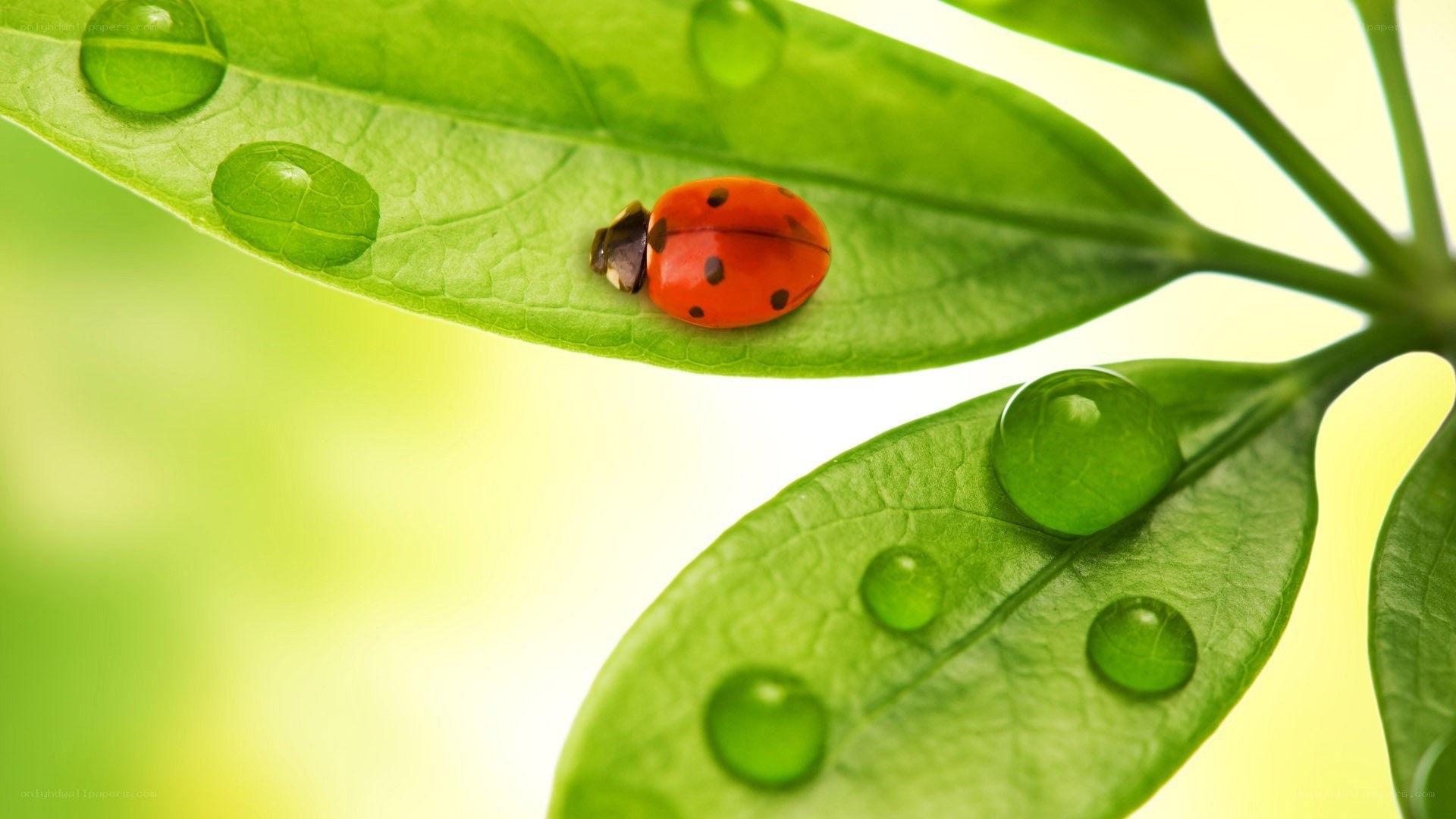 ladybug on green leaf