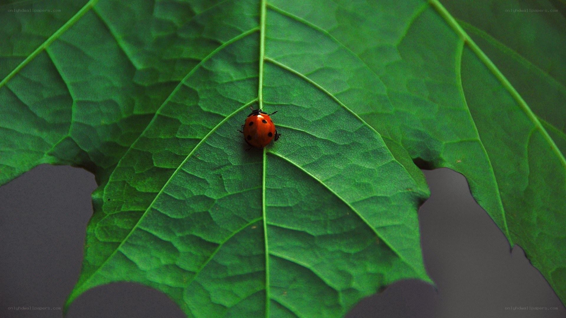 ladybug on green leaf