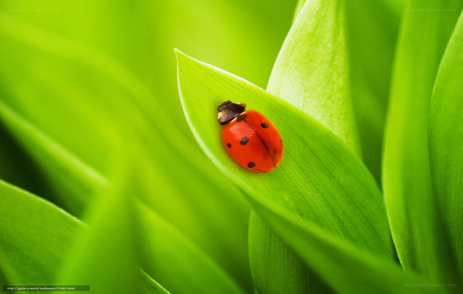 ladybug on green leaf