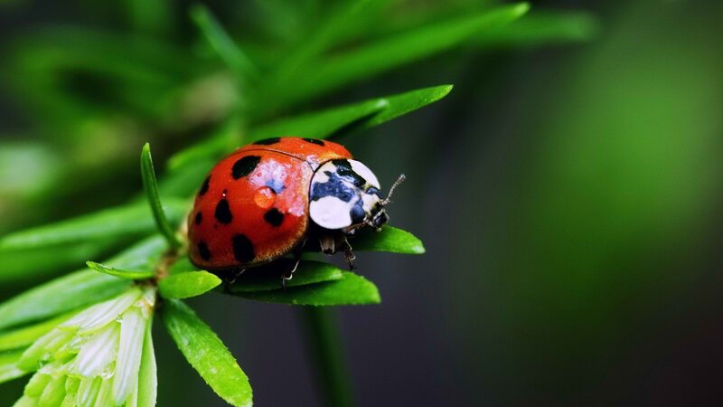 ladybug on green leaf