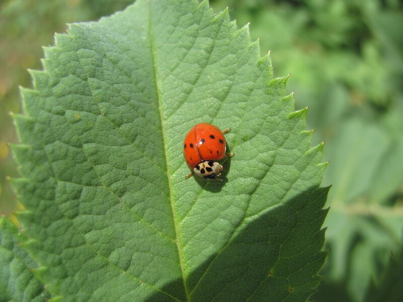 ladybug on green leaf