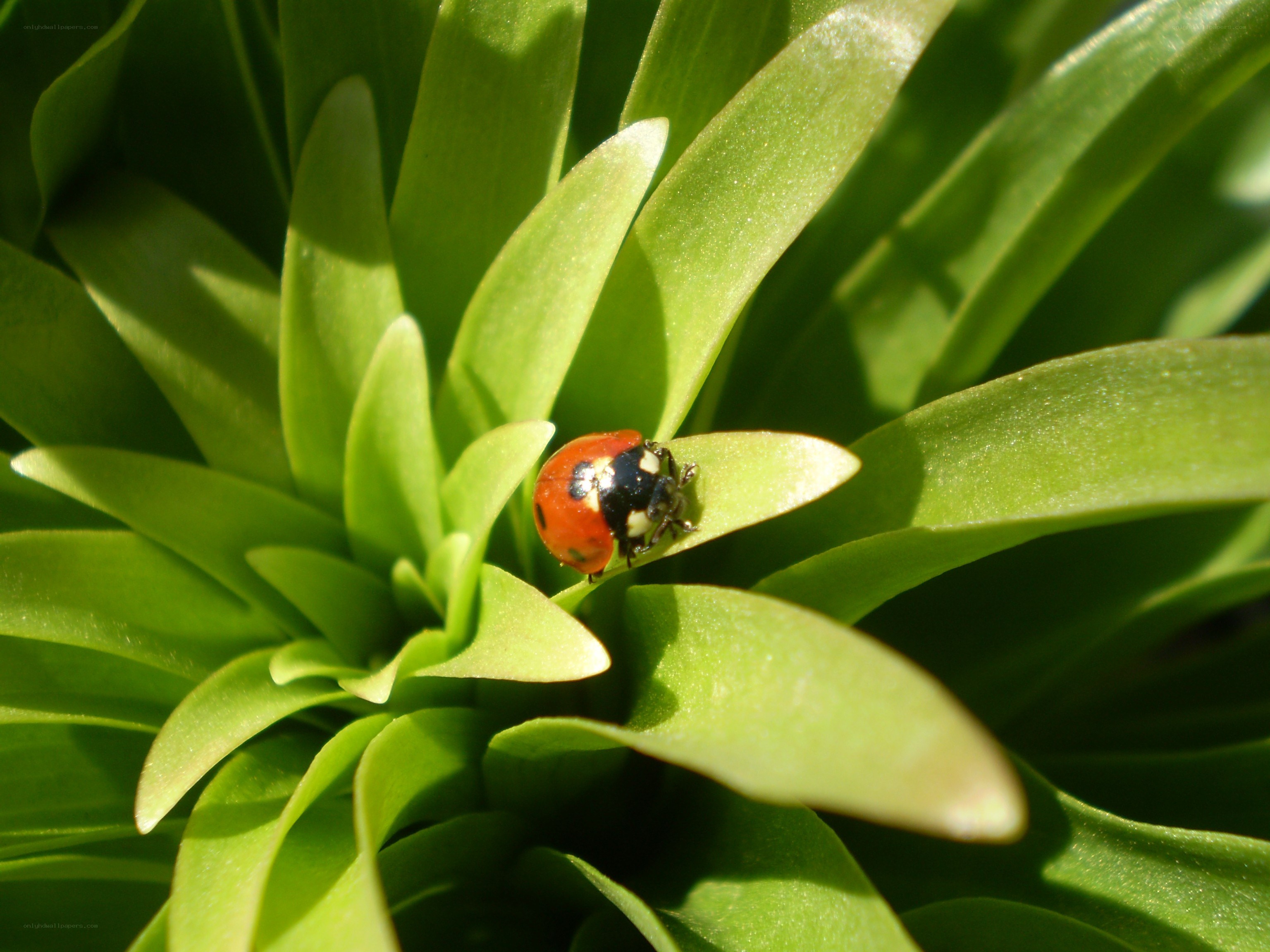 ladybug on green leaf