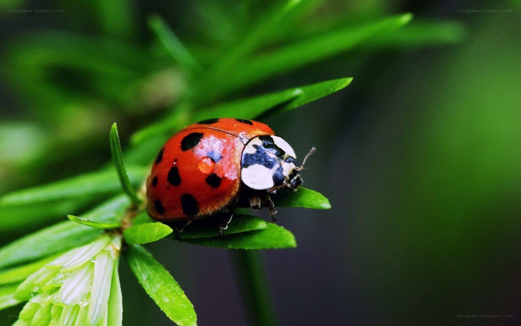 ladybug on green leaf