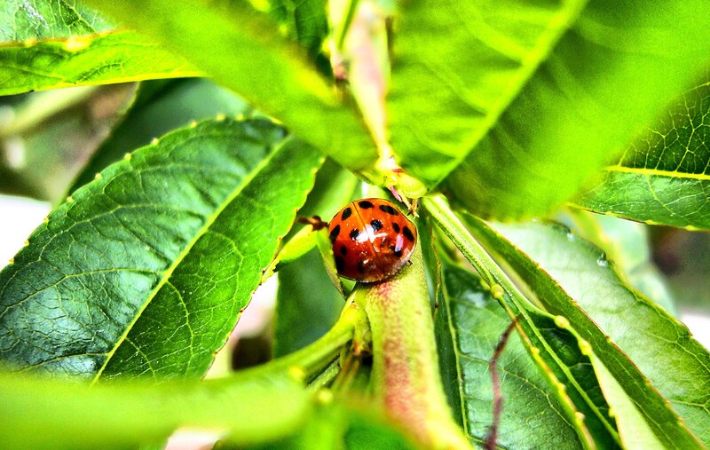 ladybug on green leaf