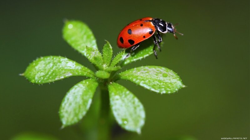 ladybug on green leaf