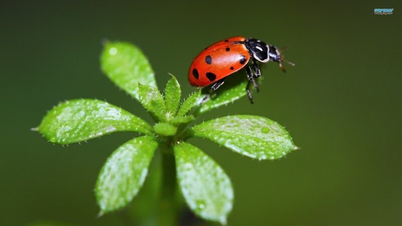 ladybug on green leaf