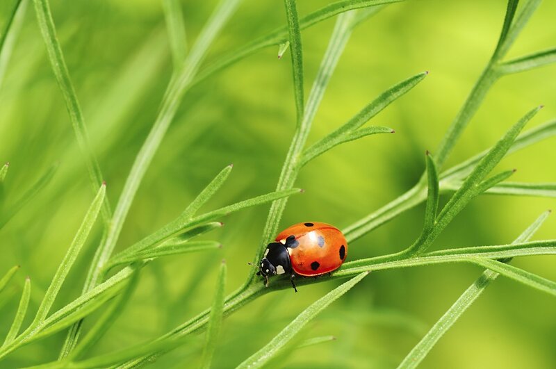 Ladybug on green leaf