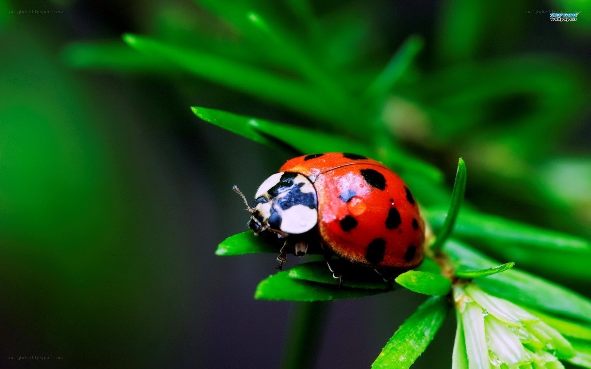 ladybug on green leaf