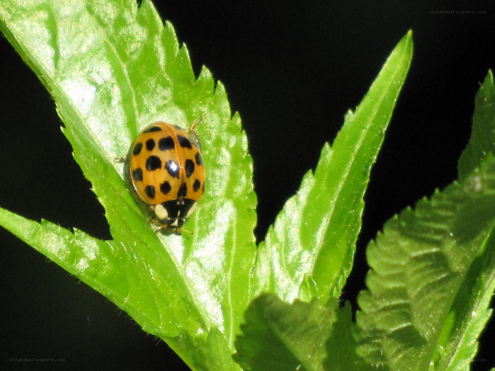 ladybug on green leaf