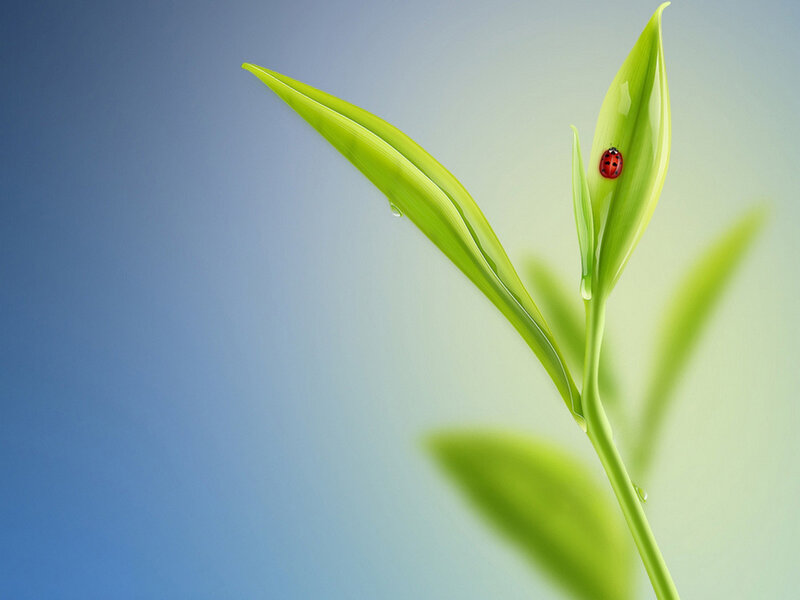 ladybug on green leaf