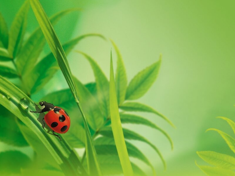 ladybug on green leaf