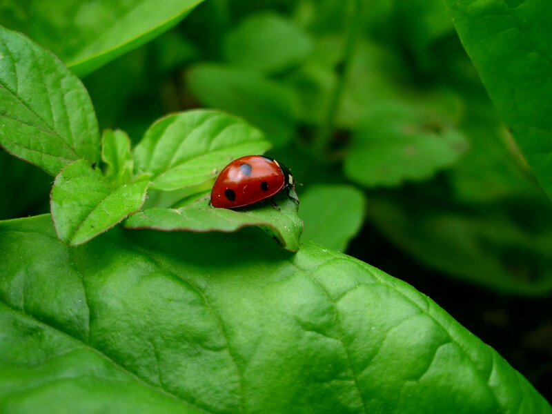 ladybug on green leaf
