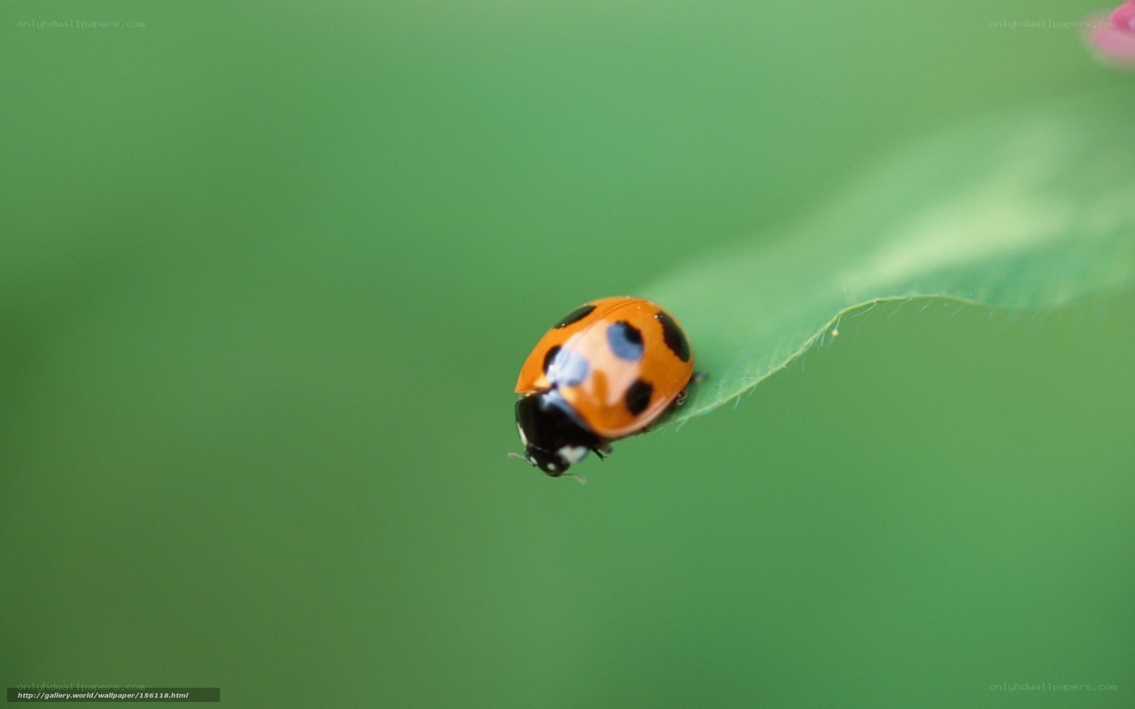 ladybug on green leaf