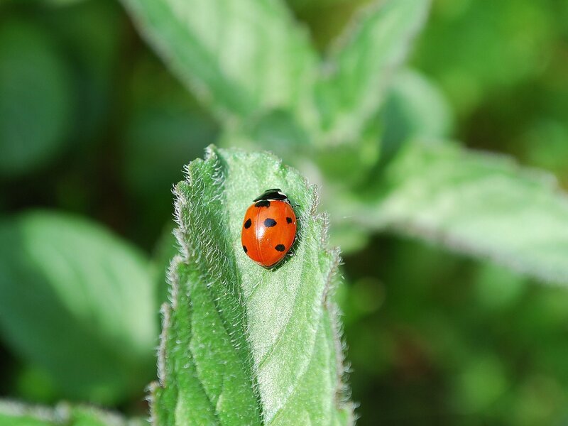 Ladybug on Green Leaf — Afternoon, Insect