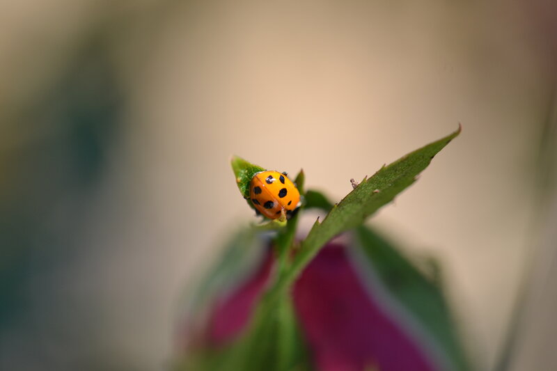 Ladybug on Green Leaf — Calm, Afternoon, Photograph, Bud