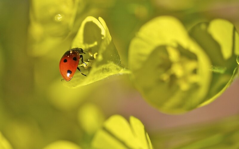 Ladybug on Green Leaf — Calm, Afternoon, Photograph, Insect, Flower