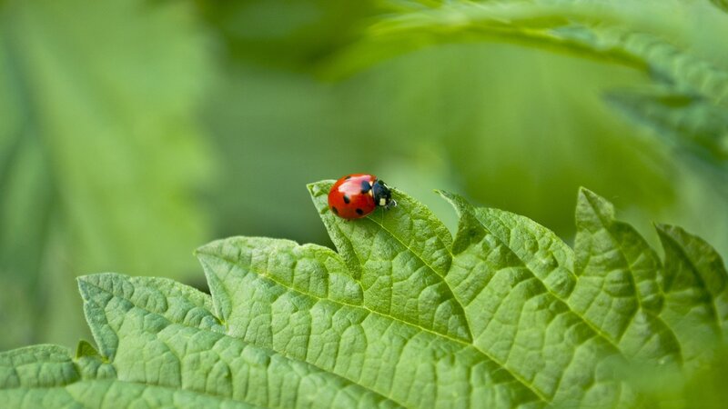 Ladybug on Green Leaf — Calm, Afternoon, Photograph, Insect