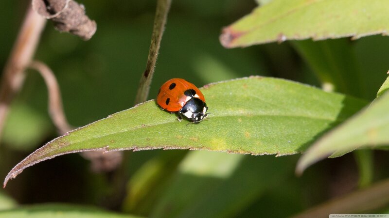 Ladybug on Green Leaf — Calm, Afternoon, Photograph, Plant Stem