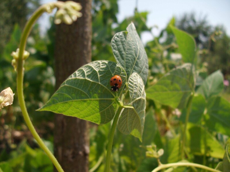 Ladybug on Green Leaf — Calm, Afternoon, Photograph, Plant