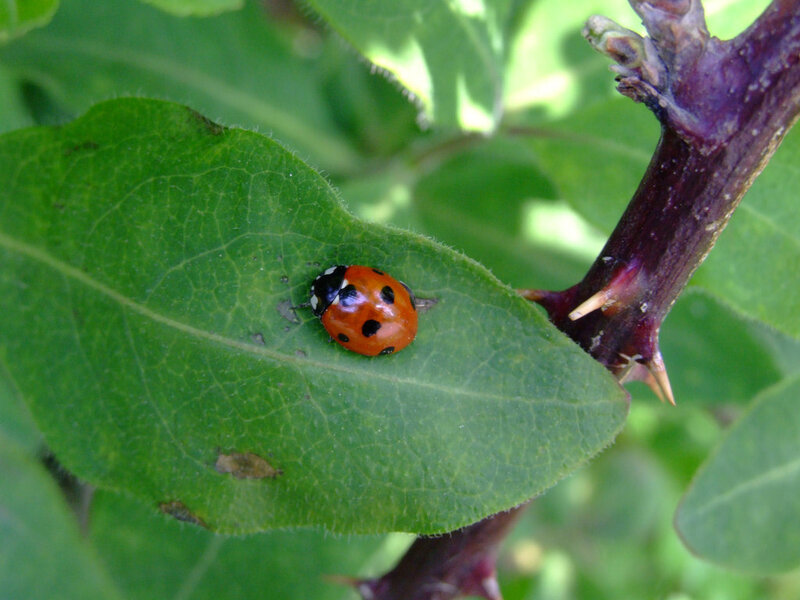 Ladybug on Green Leaf — Calm, Afternoon, Photograph, Stem