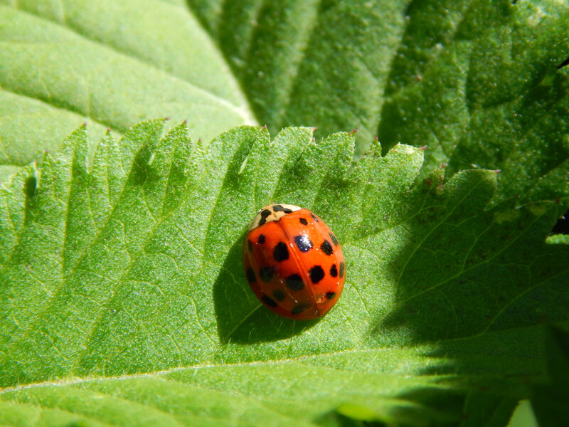Ladybug on Green Leaf — Calm, Afternoon, Photograph, Sunlight