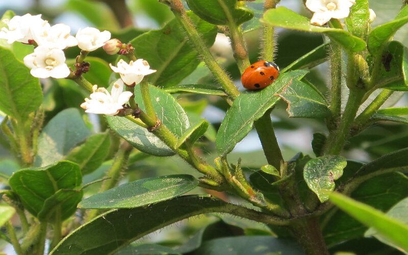 Ladybug on Green Leaf — Calm, Afternoon