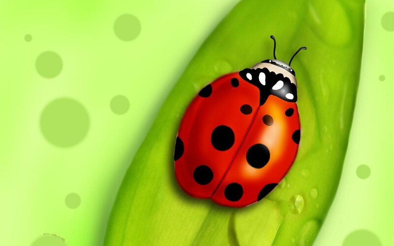 Ladybug on Green Leaf — Calm, Digital Art, Dew Drops