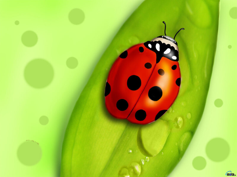 Ladybug on Green Leaf — Calm, Digital Art, Water Droplets