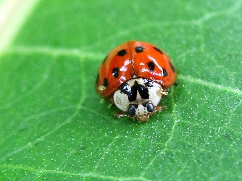 Ladybug on Green Leaf — Calm, Morning, Photograph