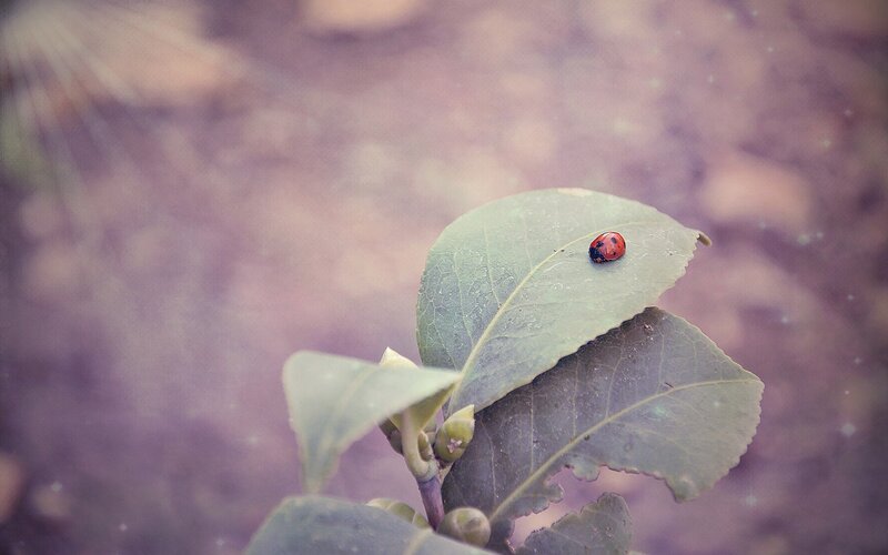 Ladybug on Green Leaf — Calm, Photograph, Bud