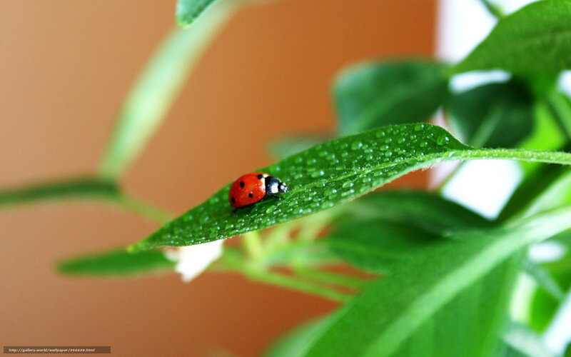 Ladybug on Green Leaf — Calm, Photograph, Dew Drops