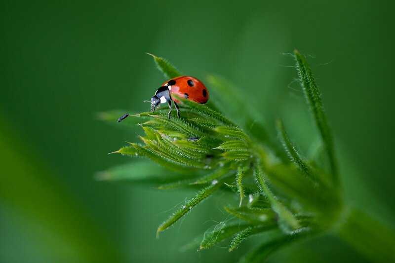 Ladybug on Green Leaf — Calm, Photograph, Plant, Insect