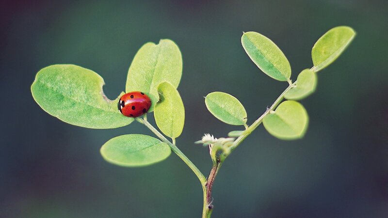 Ladybug on Green Leaf — Calm, Photograph, Plant Stem