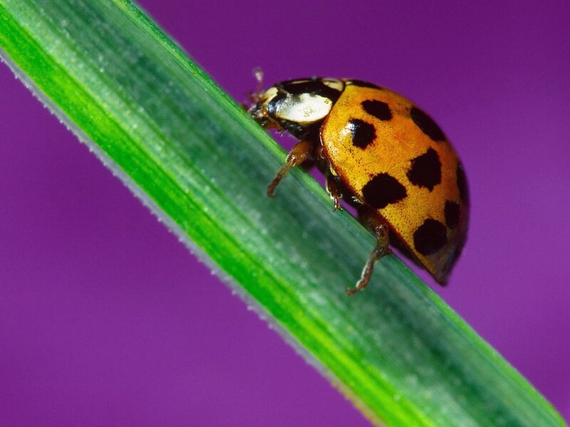 Ladybug on Green Leaf — Calm, Photograph, Purple Background