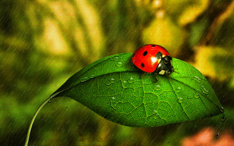 Ladybug on Green Leaf — Calm, Photograph, Rain, Drops