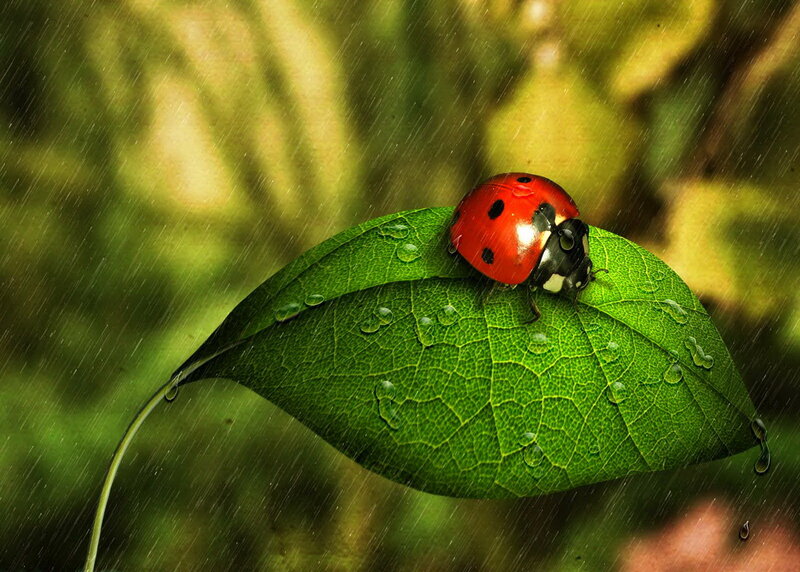 Ladybug on Green Leaf — Calm, Photograph, Rain