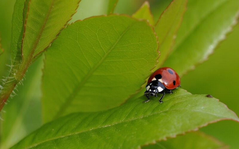 Ladybug on Green Leaf — Calm, Summer, Photograph, Insect