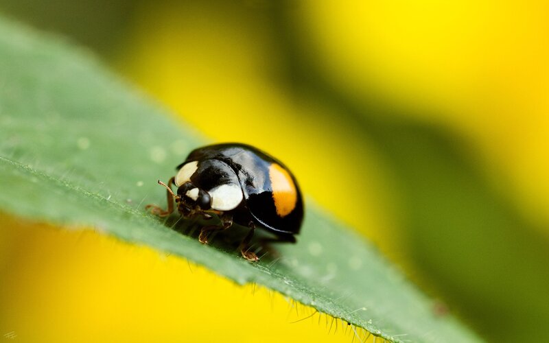 Ladybug on Green Leaf — Calm, Summer, Photograph